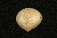 藏品(普通文蛤)的圖片